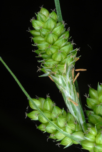 Carex complanata photograph