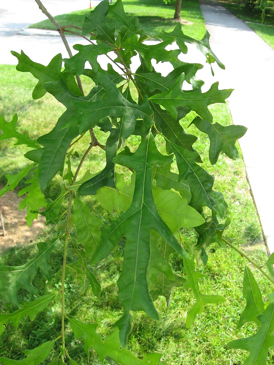Quercus lyrata — foliage photograph