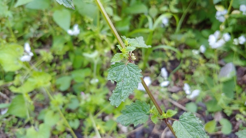 Urtica chamaedryoides — whole photograph