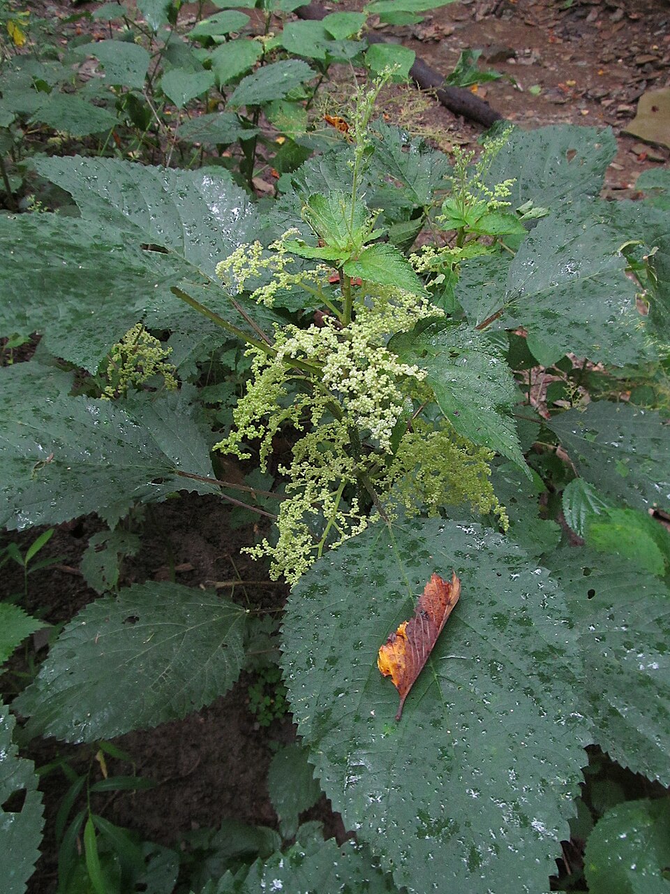 Laportea canadensis — bloom photograph