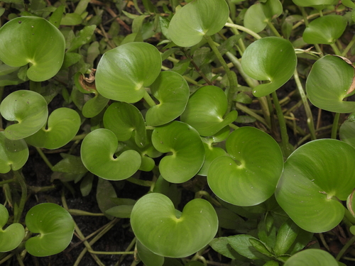 Heteranthera reniformis — foliage photograph