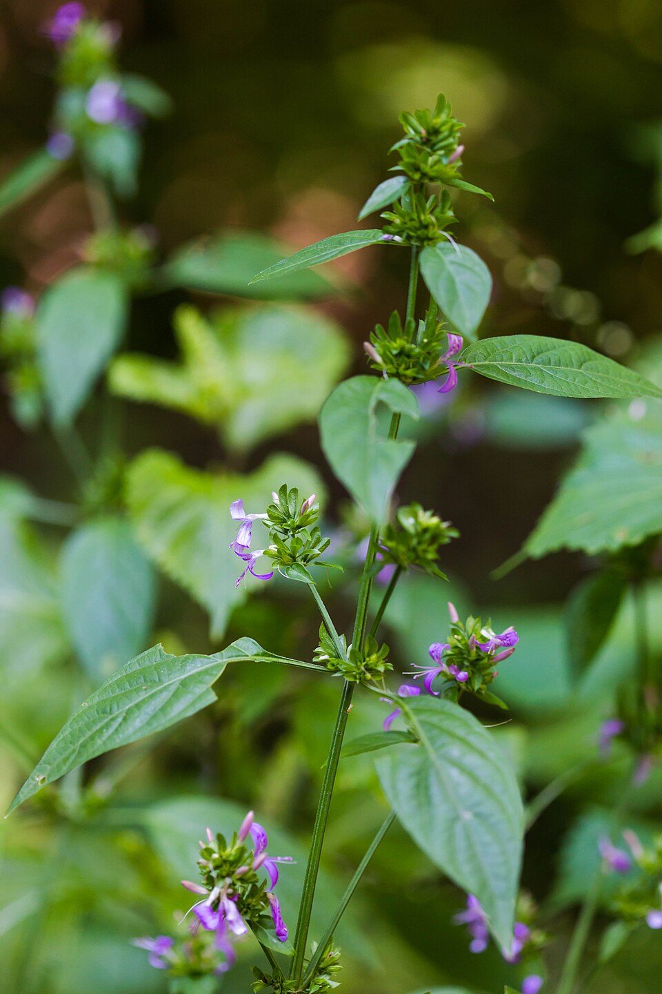 Dicliptera brachiata — bloom photograph