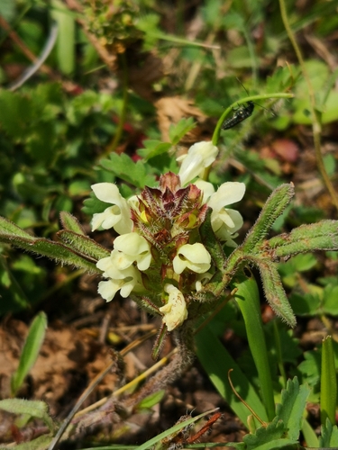 Prunella laciniata — flower photograph