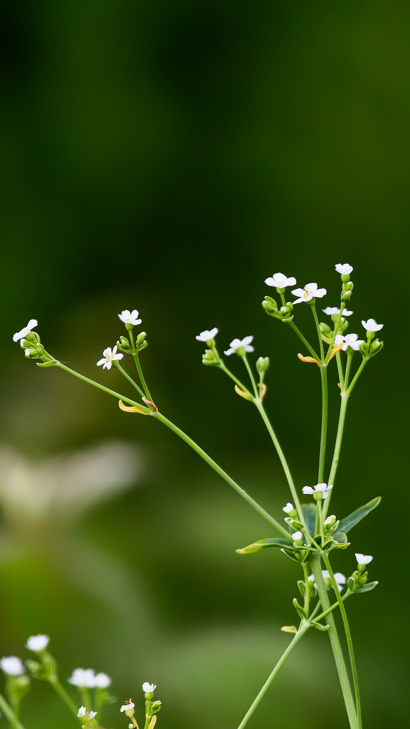 Euphorbia corollata — bloom photograph