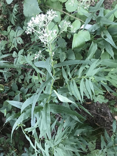 Eupatorium sessilifolium var. sessilifolium — reference photograph