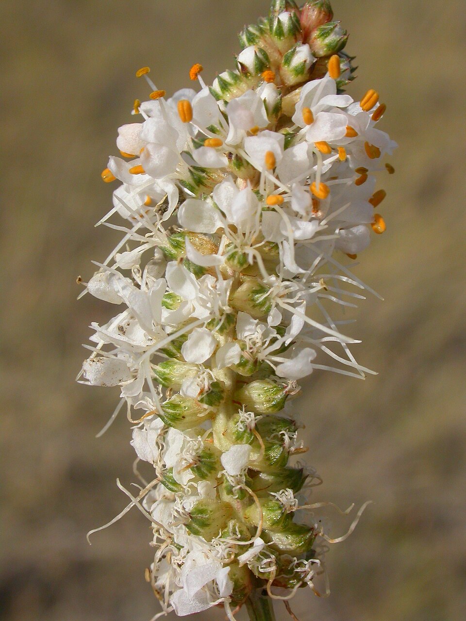 Dalea candida — bloom photograph