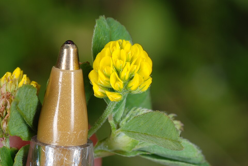Medicago lupulina — bloom photograph