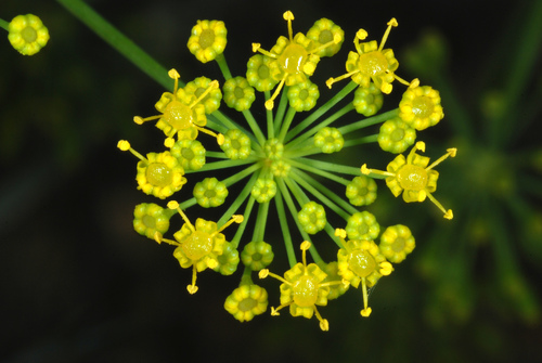 Anethum graveolens — flower photograph