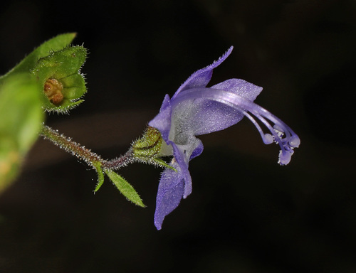 Trichostema dichotomum — flower photograph