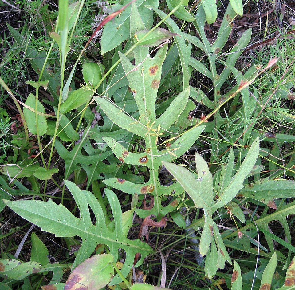 Silphium pinnatifidum — leaf photograph