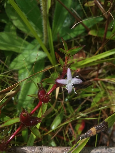 Diodia harperi — flower photograph
