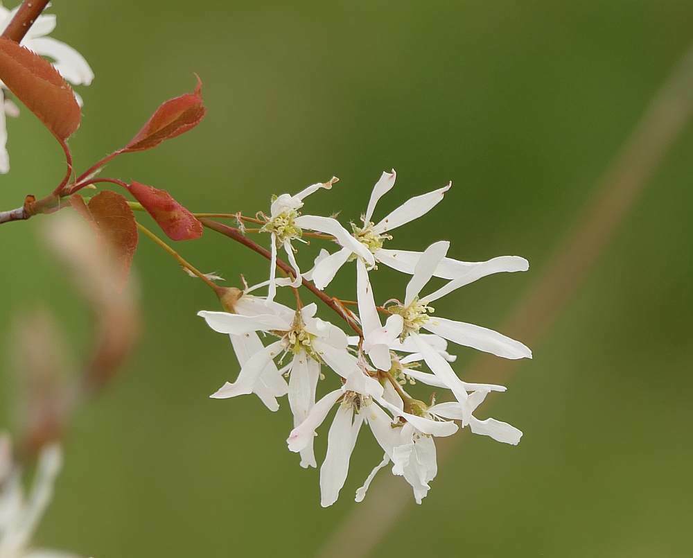 Amelanchier laevis — bloom photograph