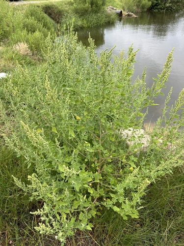 Chenopodium berlandieri var. boscianum photograph