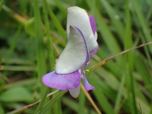 Vigna unguiculata — flower photograph