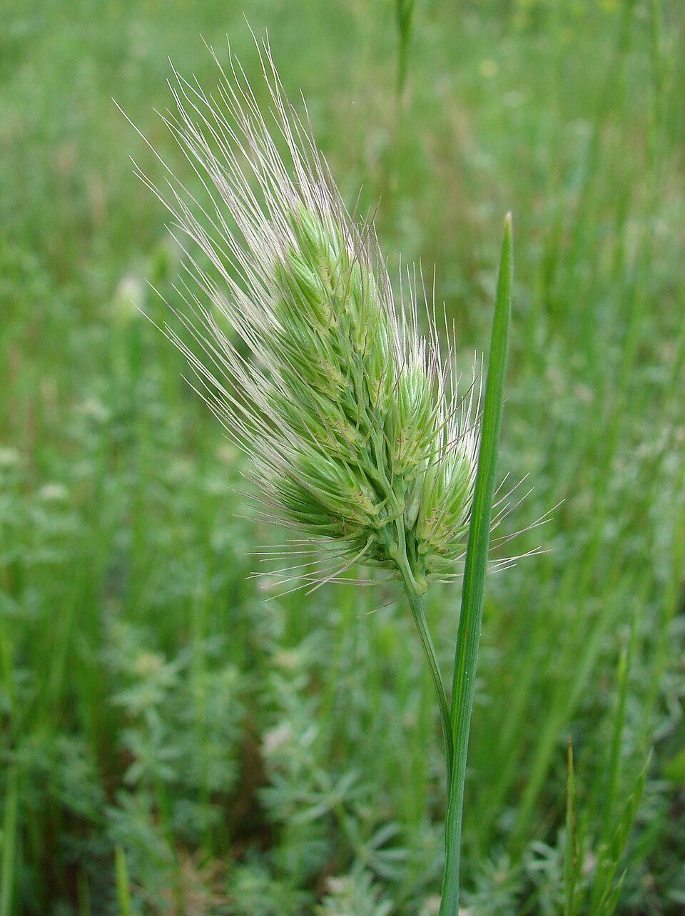 Cynosurus echinatus — flower photograph