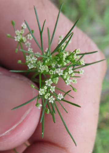 Cyclospermum leptophyllum — flower photograph