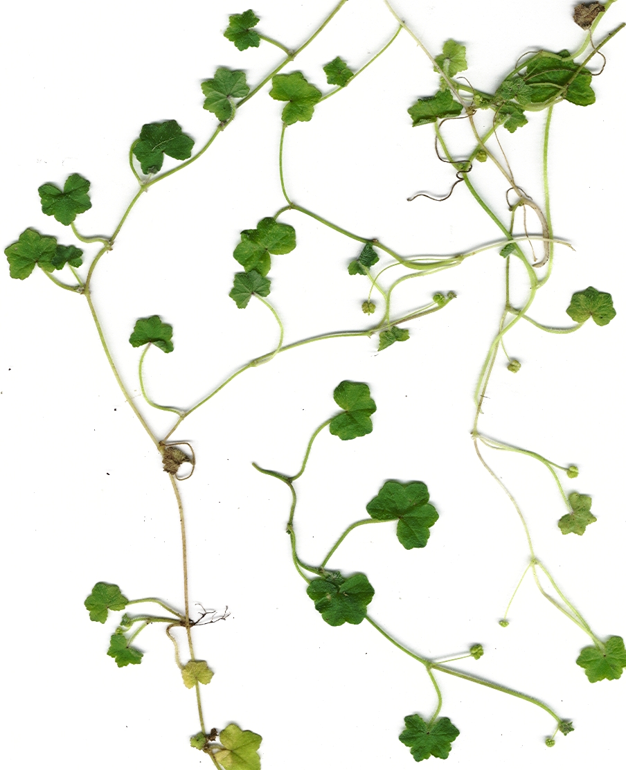 Hydrocotyle bowlesioides — whole photograph