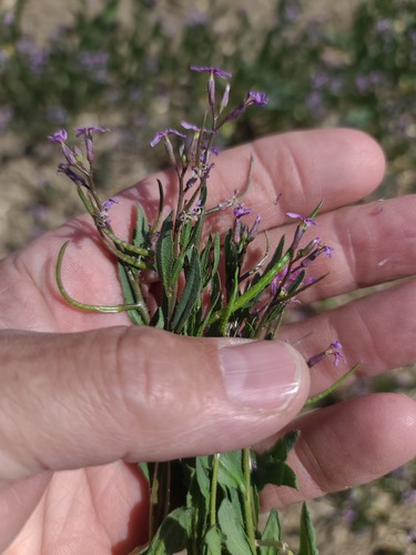 Chorispora tenella — flower photograph