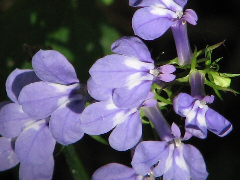 Lobelia elongata — bloom photograph