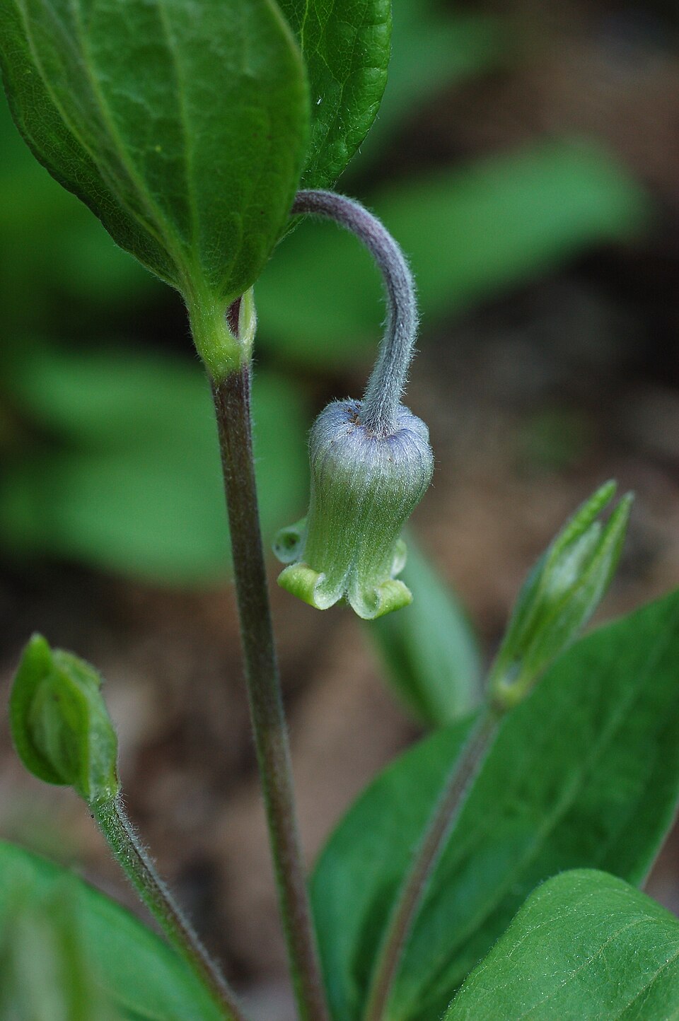 Clematis ochroleuca — bloom photograph