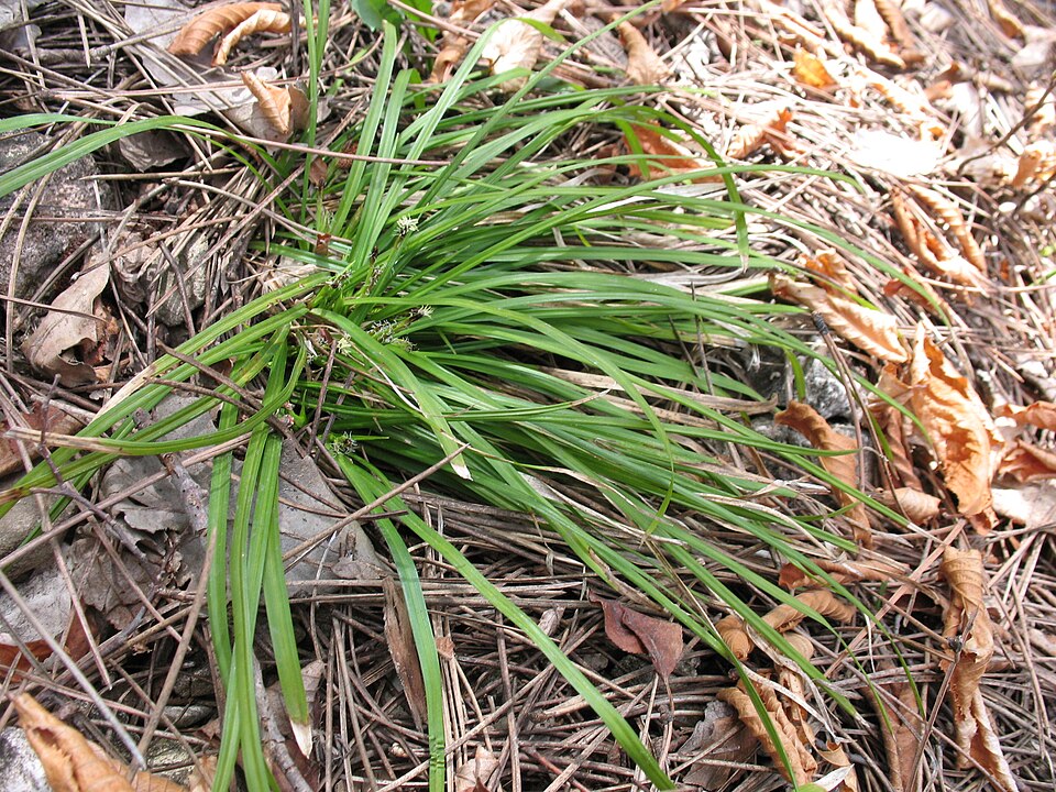 Carex pedunculata — whole photograph