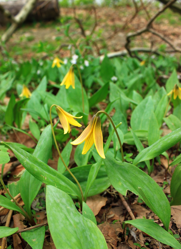 Erythronium americanum — whole photograph