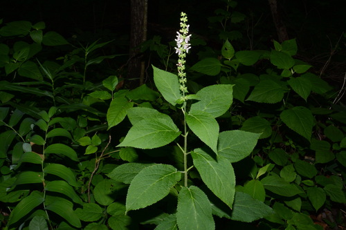 Stachys nuttallii — flower photograph