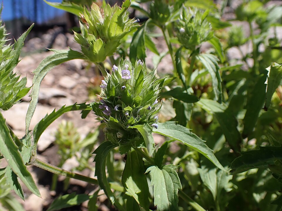Dracocephalum parviflorum — bloom photograph