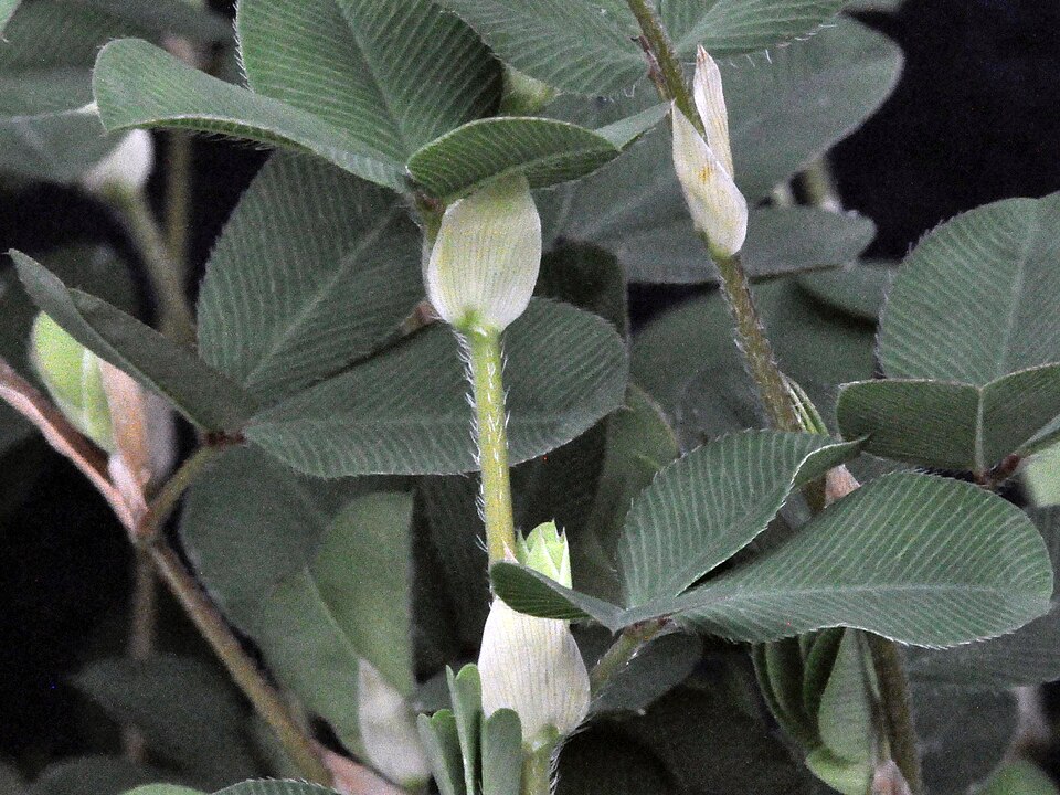 Kummerowia stipulacea — leaf photograph