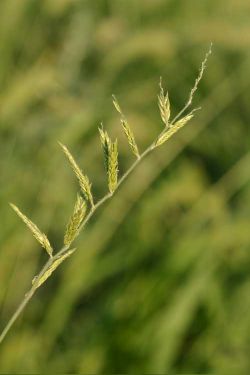 Eriochloa acuminata — fruit photograph