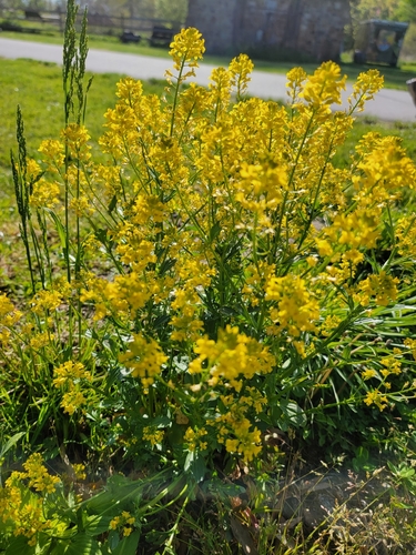 Barbarea vulgaris — whole plant photograph