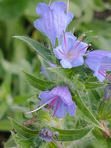 Echium vulgare — flower photograph