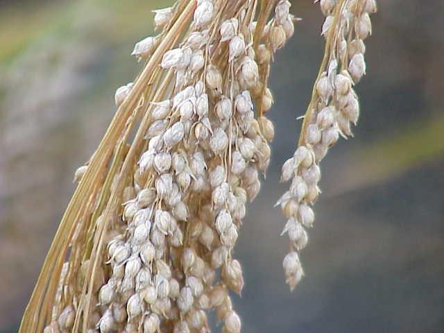 Panicum miliaceum — fruit photograph