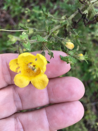 Aureolaria pectinata — flower photograph