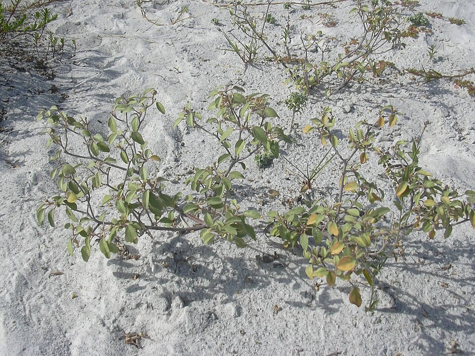 Croton punctatus — whole photograph