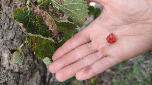 Morus nigra — fruit photograph