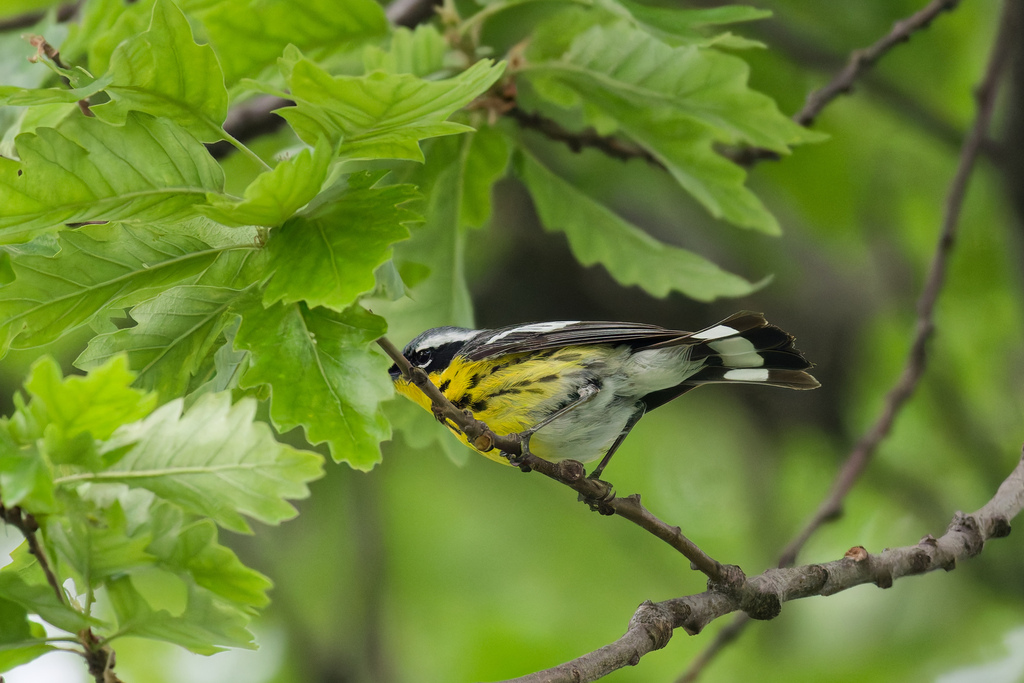 Male Magnolia Warbler, whole bird
