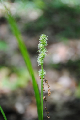Carex annectens photograph