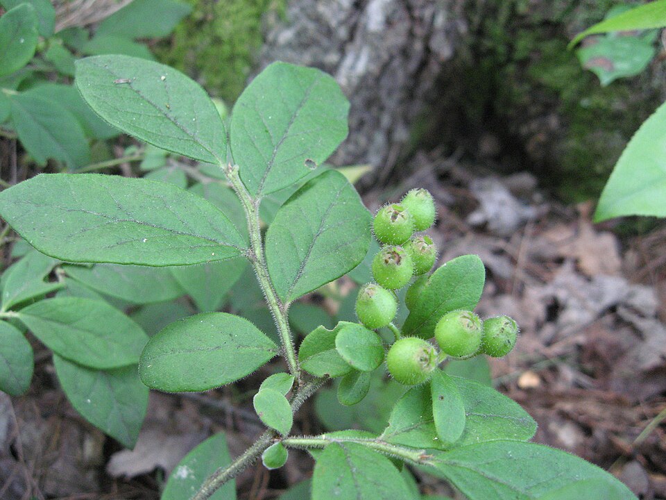 Vaccinium hirsutum — fruit photograph