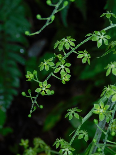 Melanthium parviflorum — bloom photograph
