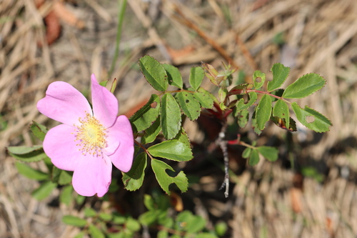 Rosa virginiana photograph