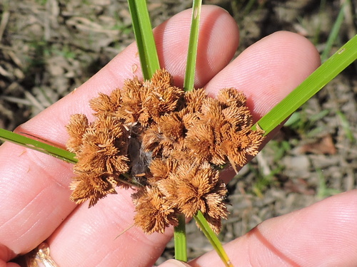 Cyperus pseudovegetus — fruit photograph