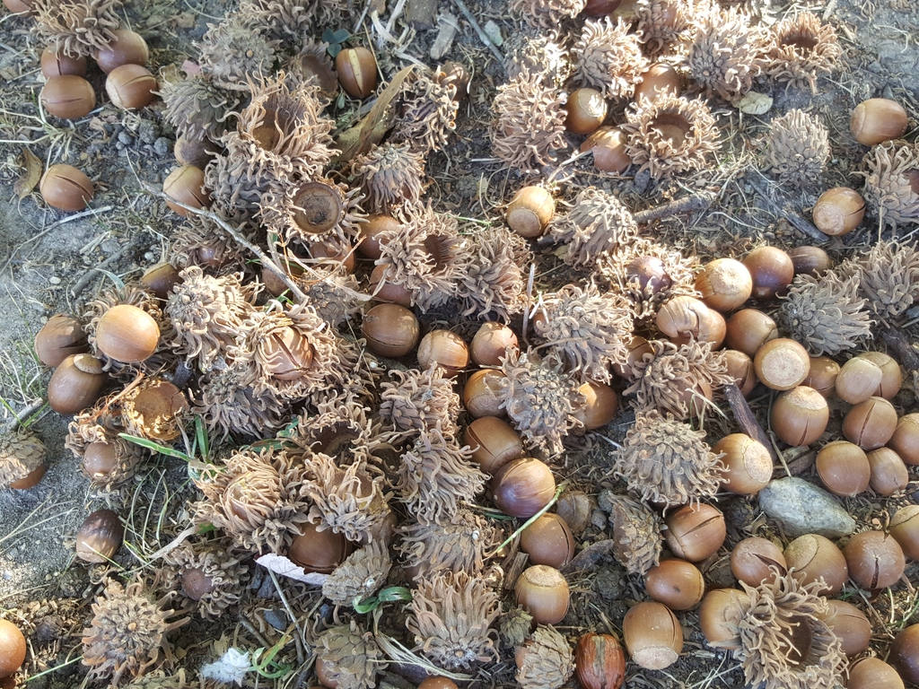 Quercus macrocarpa — fruit photograph