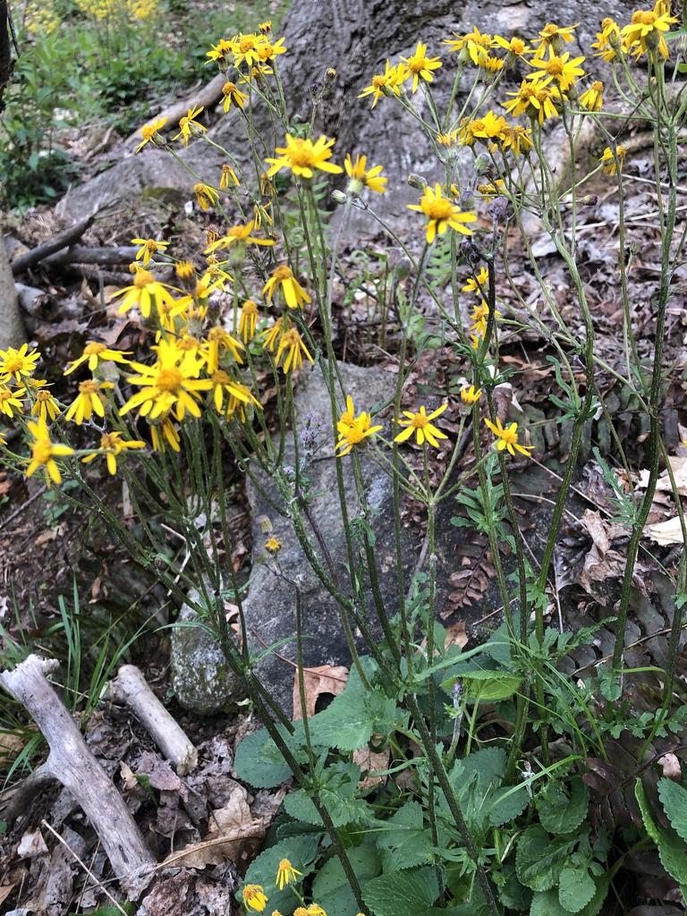 Packera aurea — whole photograph