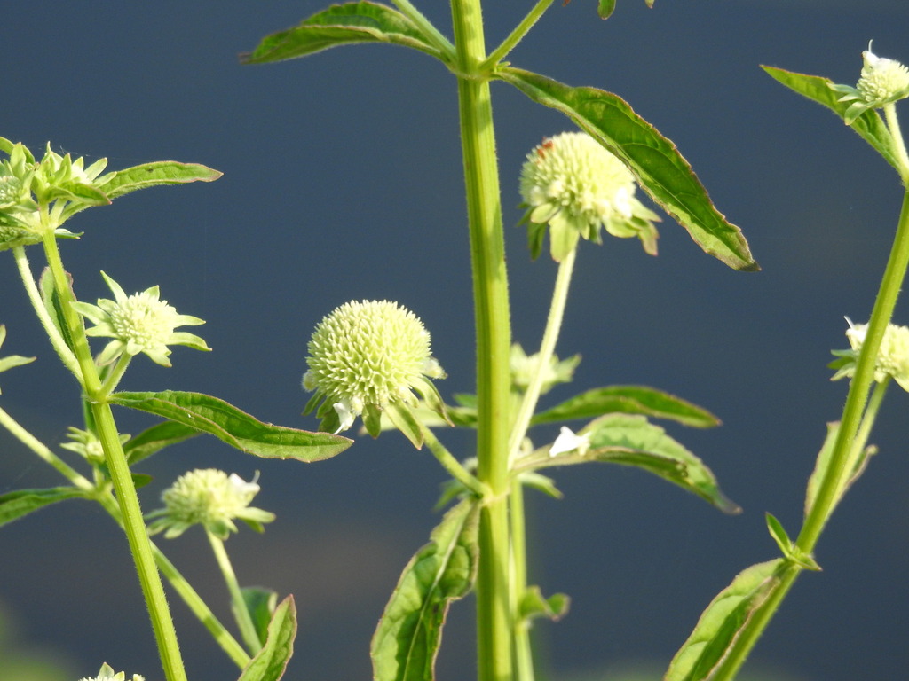 Hyptis alata — fruit photograph