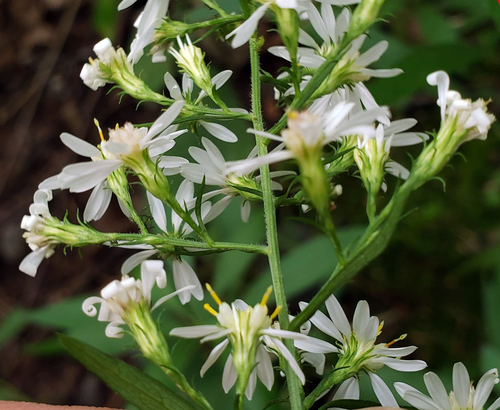 Symphyotrichum urophyllum — bloom photograph