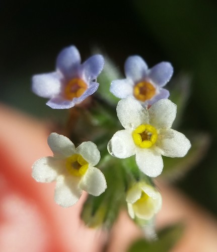 Myosotis discolor — flower photograph