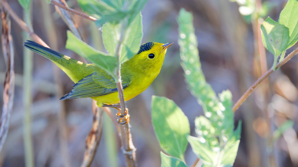 Male Wilson's Warbler, whole bird