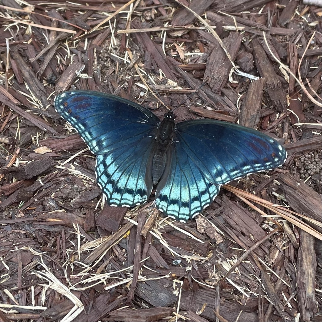 Red-spotted Purple