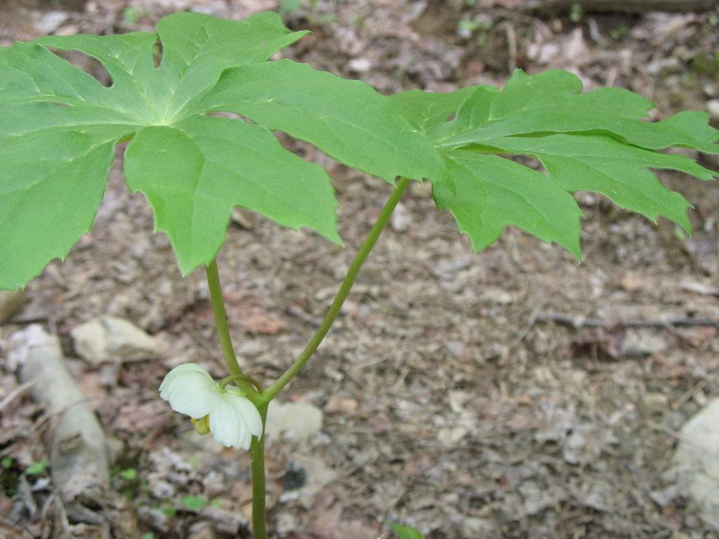 Podophyllum peltatum — leaf photograph